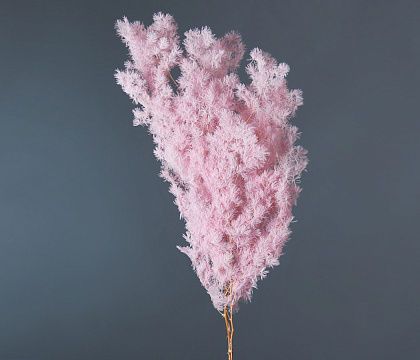 Сухоцвет "Аспарагус", длина 60-70 см, 1-3 шт/упак. бело-розовый. - фото1