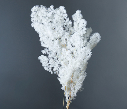 Сухоцвет "Аспарагус", длина 60-70 см, 1-3 шт/упак. Белый - фото1