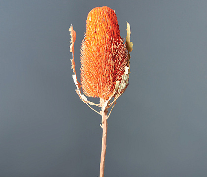 Сухоцвет "Банксия", длина 50 см, 80-100 гр/упак, оранжевый - фото1