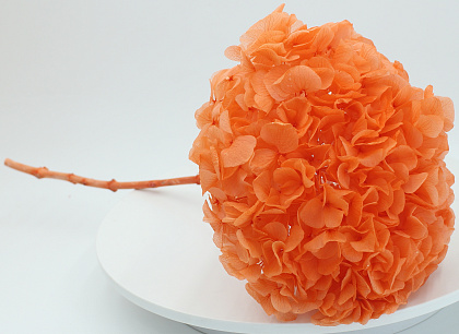 Сухоцвет "Гортензия макрофила" длина 60-70 см, диаметр цветка 20-25 см, красный - фото1 Сухоцвет "Гортензия макрофила" длина 60-70 см, диаметр цветка 20-25 см, красный - фото1