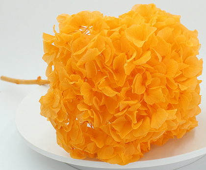 Сухоцвет "Гортензия макрофила" длина 60-70 см, диаметр цветка 20-25 см, оранжевый - фото1 Сухоцвет "Гортензия макрофила" длина 60-70 см, диаметр цветка 20-25 см, оранжевый - фото1