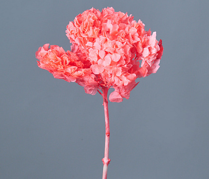 Сухоцвет "Гортензия макрофила", длина 60-70 см, диаметр цветка 20-25 см, персиково-розовый - фото1 Сухоцвет "Гортензия макрофила", длина 60-70 см, диаметр цветка 20-25 см, персиково-розовый - фото1