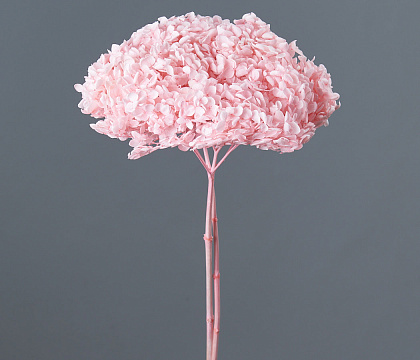 Сухоцвет "Гортензия" длина 60-70 см, диаметр цветка 20 см, 50-60 гр. Светло-розовый - фото1 Сухоцвет "Гортензия" длина 60-70 см, диаметр цветка 20 см, 50-60 гр. Светло-розовый - фото1