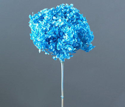 Сухоцвет "Гортензия" длина 60-70 см, диаметр цветка 20 см, небесно-голубой - фото1 Сухоцвет "Гортензия" длина 60-70 см, диаметр цветка 20 см, небесно-голубой - фото1