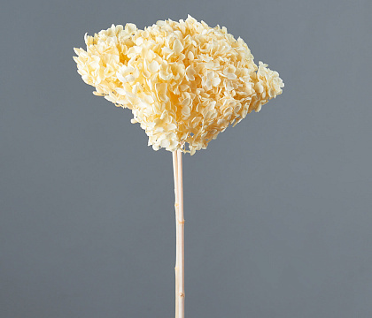 Сухоцвет "Гортензия" длина 60-70 см, диаметр цветка 20 см, светло-лимонный - фото1 Сухоцвет "Гортензия" длина 60-70 см, диаметр цветка 20 см, светло-лимонный - фото1