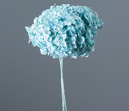 Сухоцвет "Гортензия" длина 60-70 см, диаметр цветка 20 см, тиффани - фото1 Сухоцвет "Гортензия" длина 60-70 см, диаметр цветка 20 см, тиффани - фото1