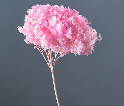 Сухоцвет "Гортензия", диаметр цветка 22 см. 60-70 гр, выбеленный розовый - фото1 Сухоцвет "Гортензия", диаметр цветка 22 см. 60-70 гр, выбеленный розовый - фото1