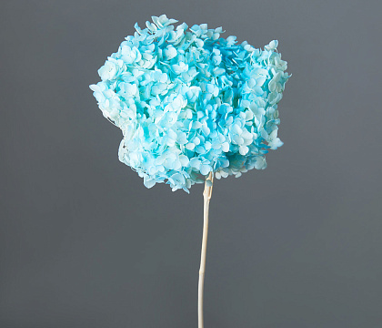 Сухоцвет "Гортензия", диаметр цветка 22 см. 60-70 гр., выбеленный голубой - фото1 Сухоцвет "Гортензия", диаметр цветка 22 см. 60-70 гр., выбеленный голубой - фото1