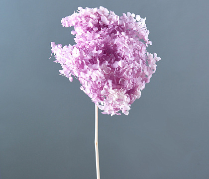 Сухоцвет "Гортензия", диаметр цветка 22 см. 60-70 гр., выбеленный светло-сиреневый - фото1 Сухоцвет "Гортензия", диаметр цветка 22 см. 60-70 гр., выбеленный светло-сиреневый - фото1