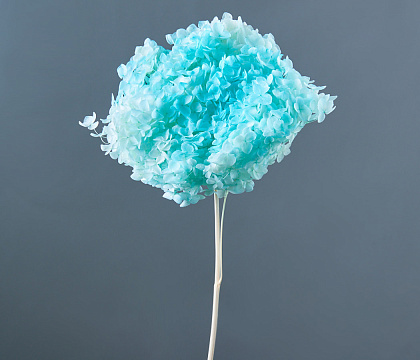 Сухоцвет "Гортензия", диаметр цветка 22 см. 60-70 гр., голубой - фото1 Сухоцвет "Гортензия", диаметр цветка 22 см. 60-70 гр., голубой - фото1
