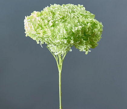 Сухоцвет "Гортензия", диаметр цветка 22 см. 60-70 гр., зеленовато-лимонный - фото1 Сухоцвет "Гортензия", диаметр цветка 22 см. 60-70 гр., зеленовато-лимонный - фото1