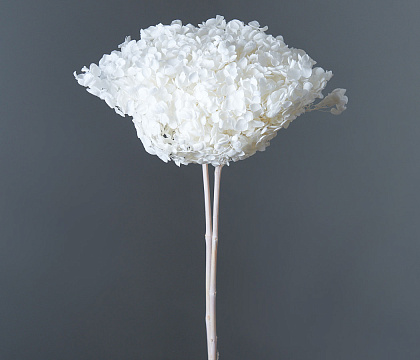 Сухоцвет "Гортензия", длина 60-70 см, диаметр цветка 20 см, белый - фото1 Сухоцвет "Гортензия", длина 60-70 см, диаметр цветка 20 см, белый - фото1