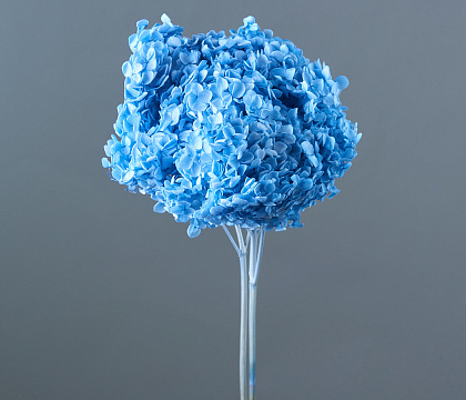 Сухоцвет "Гортензия", длина 60-70 см, диаметр цветка 20 см, насыщ.голубой - фото1 Сухоцвет "Гортензия", длина 60-70 см, диаметр цветка 20 см, насыщ.голубой - фото1