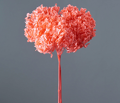 Сухоцвет "Гортензия", длина 60-70 см, диаметр цветка 20 см, насыщенно-розовый - фото1 Сухоцвет "Гортензия", длина 60-70 см, диаметр цветка 20 см, насыщенно-розовый - фото1