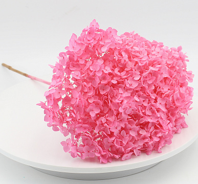 Сухоцвет "Гортензия", длина 60-70 см, диаметр цветка 20 см, розовый - фото1 Сухоцвет "Гортензия", длина 60-70 см, диаметр цветка 20 см, розовый - фото1