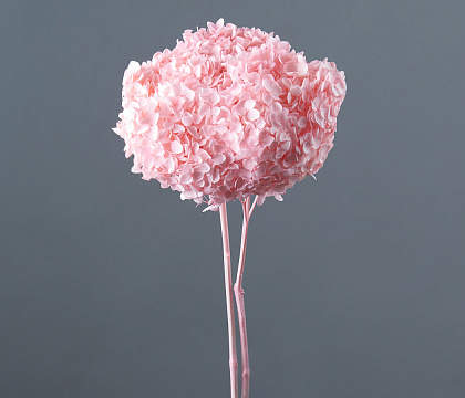 Сухоцвет "Гортензия", длина 60-70 см, диаметр цветка 20 см, светло-розовый - фото1 Сухоцвет "Гортензия", длина 60-70 см, диаметр цветка 20 см, светло-розовый - фото1