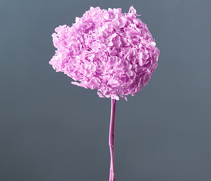 Сухоцвет "Гортензия", длина 60-70 см, диаметр цветка 20 см, сиреневый* - фото1 Сухоцвет "Гортензия", длина 60-70 см, диаметр цветка 20 см, сиреневый* - фото1