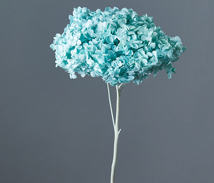 Сухоцвет "Гортензия", длина 60-70 см, диаметр цветка 20 см, тиффани - фото1 Сухоцвет "Гортензия", длина 60-70 см, диаметр цветка 20 см, тиффани - фото1