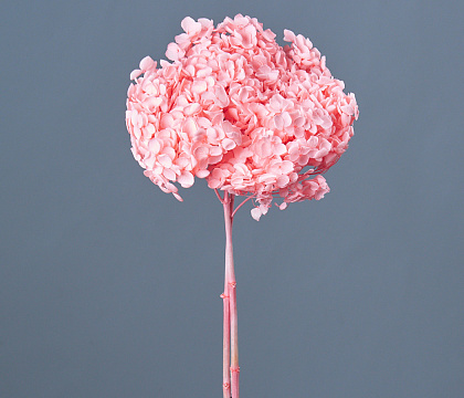 Сухоцвет "Гортензия", длина 60-70 см, диаметр цветка 20 см, ярко-розовый - фото1 Сухоцвет "Гортензия", длина 60-70 см, диаметр цветка 20 см, ярко-розовый - фото1