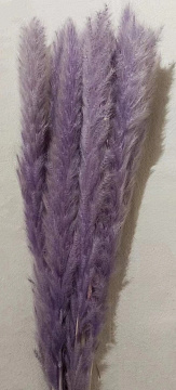 Сухоцвет "Камыш", длина 60-80 см, 15 шт/упак, лавандовый. - фото1 Сухоцвет "Камыш", длина 60-80 см, 15 шт/упак, лавандовый. - фото1