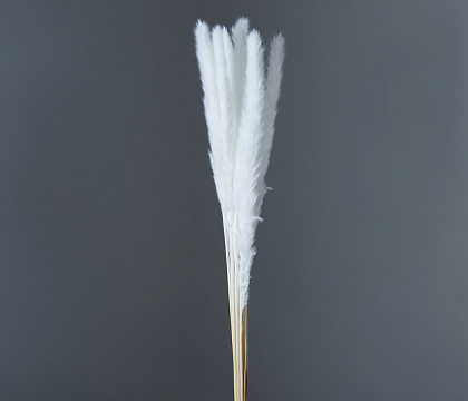 Сухоцвет "Камыш", длина 60-80 см, 15 шт/упак. Белый - фото1 Сухоцвет "Камыш", длина 60-80 см, 15 шт/упак. Белый - фото1