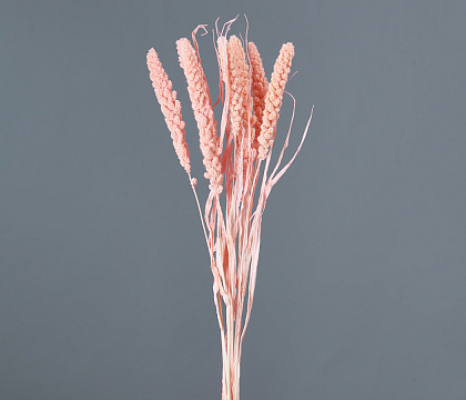 Сухоцвет "Сетария", длина 60-70 см, 10 шт. св.розовый - фото1 Сухоцвет "Сетария", длина 60-70 см, 10 шт. св.розовый - фото1