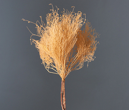 Сухоцвет "Ситник нитевидный", длина 50-70 см, 2-5 шт/упак. Шампань - фото1 Сухоцвет "Ситник нитевидный", длина 50-70 см, 2-5 шт/упак. Шампань - фото1