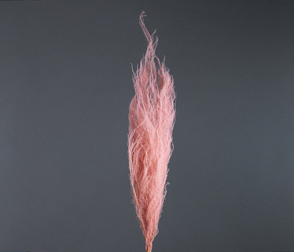 Сухоцвет "Ситник", 75 гр/упак., св.розовый - фото1 Сухоцвет "Ситник", 75 гр/упак., св.розовый - фото1