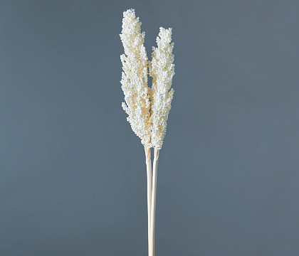 Сухоцвет "Сорго", длина 70-80 см, 130-180гр/упак.белый - фото1 Сухоцвет "Сорго", длина 70-80 см, 130-180гр/упак.белый - фото1