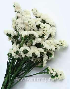 Сухоцвет "Статица", длина 60-70 см, 3-5 веток/упак., 100-120 гр, белый - фото1 Сухоцвет "Статица", длина 60-70 см, 3-5 веток/упак., 100-120 гр, белый - фото1