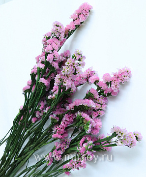 Сухоцвет "Статица", длина 60-70 см, 3-5 веток/упак., 100-120 гр, св. розовый - фото1 Сухоцвет "Статица", длина 60-70 см, 3-5 веток/упак., 100-120 гр, св. розовый - фото1