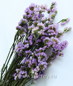 Сухоцвет "Статица", длина 60-70 см, 3-5 веток/упак., 100-120 гр, св. сиреневый - фото1 Сухоцвет "Статица", длина 60-70 см, 3-5 веток/упак., 100-120 гр, св. сиреневый - фото1
