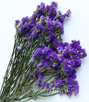 Сухоцвет "Статица", длина 60-70 см. 3-5 веток/упак. 100-120 гр.сиреневый - фото1 Сухоцвет "Статица", длина 60-70 см. 3-5 веток/упак. 100-120 гр.сиреневый - фото1