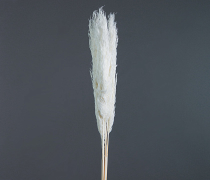 Сухоцвет "Тростник", 30 см, 5 шт/упак., белый. - фото1 Сухоцвет "Тростник", 30 см, 5 шт/упак., белый. - фото1