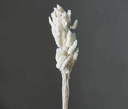 Сухоцвет "Фаларис", длина 60-70 см, 50 шт., белый - фото1 Сухоцвет "Фаларис", длина 60-70 см, 50 шт., белый - фото1