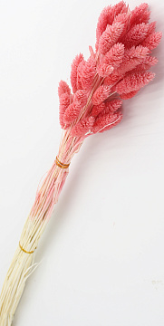 Сухоцвет "Фаларис", длина 60-70 см, 50 шт., насыщенно-розовый - фото1 Сухоцвет "Фаларис", длина 60-70 см, 50 шт., насыщенно-розовый - фото1