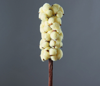 Сухоцвет "Хлопок" 10 шт./упак., молочный. - фото1 Сухоцвет "Хлопок" 10 шт./упак., молочный. - фото1