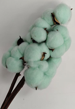 Сухоцвет "Хлопок" 10 шт./упак., мятный - фото1 Сухоцвет "Хлопок" 10 шт./упак., мятный - фото1