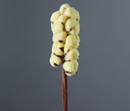 Сухоцвет "Хлопок" 10 шт./упак., нежно-лимонный. - фото1 Сухоцвет "Хлопок" 10 шт./упак., нежно-лимонный. - фото1