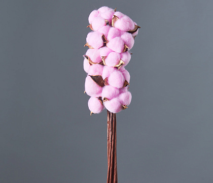 Сухоцвет "Хлопок" 10 шт./упак., розово-лиловый. - фото1 Сухоцвет "Хлопок" 10 шт./упак., розово-лиловый. - фото1