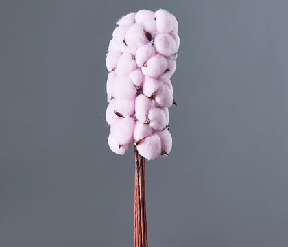 Сухоцвет "Хлопок" 10 шт./упак., светло-розовый. - фото1 Сухоцвет "Хлопок" 10 шт./упак., светло-розовый. - фото1