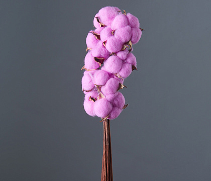 Сухоцвет "Хлопок" 10 шт./упак., сиреневый - фото1 Сухоцвет "Хлопок" 10 шт./упак., сиреневый - фото1