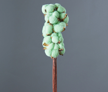 Сухоцвет "Хлопок" 10 шт./упак., сочное яблоко - фото1 Сухоцвет "Хлопок" 10 шт./упак., сочное яблоко - фото1