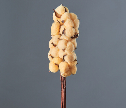 Сухоцвет "Хлопок" 10 шт./упак., спелая дыня - фото1 Сухоцвет "Хлопок" 10 шт./упак., спелая дыня - фото1