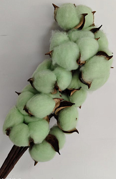 Сухоцвет "Хлопок" 10 шт./упак., фисташковый - фото1 Сухоцвет "Хлопок" 10 шт./упак., фисташковый - фото1