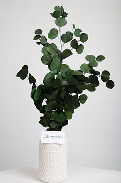 Сухоцвет "Эвкалипт Цинерия", длина 70-75 см, 100 гр/упак., насыщенный зеленый - фото1 Сухоцвет "Эвкалипт Цинерия", длина 70-75 см, 100 гр/упак., насыщенный зеленый - фото1