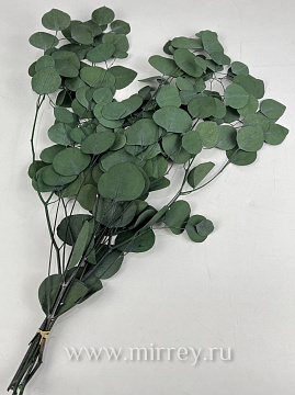 Сухоцвет "Эвкалипт Цинерия", длина 70-75 см, 100 гр/упак., натуральный зеленый. - фото1 Сухоцвет "Эвкалипт Цинерия", длина 70-75 см, 100 гр/упак., натуральный зеленый. - фото1