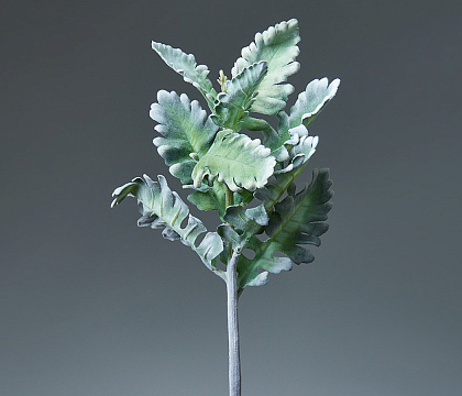 Ветка искусственная декоративная "Крестовник пепельный" 38 см, 1 шт., серо-зеленый - фото1